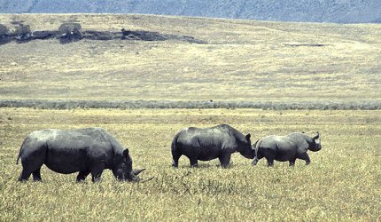 Nosoroce w Ngorongoro