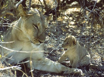 Lwia rodzina w Samburu