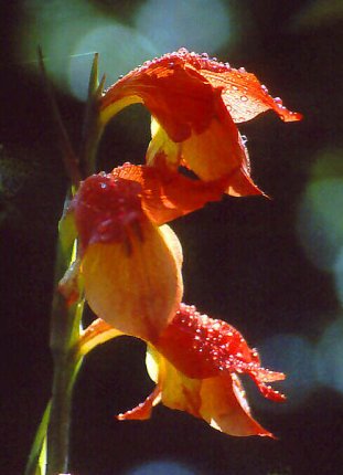 Arusha - kwiat