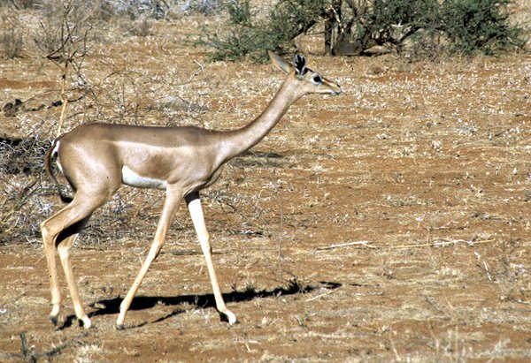 Antylopa gerenuk