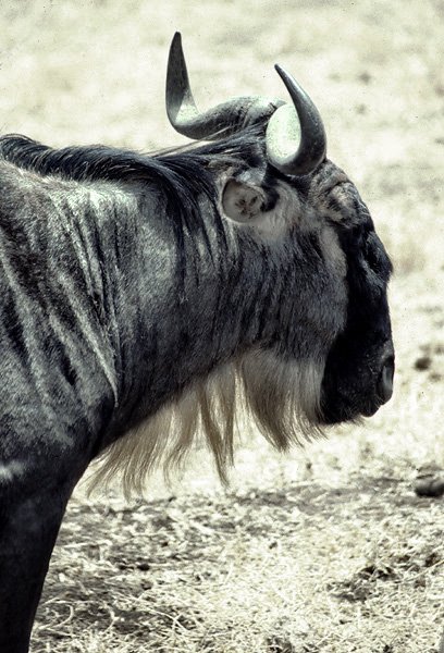 Antylopa gnu