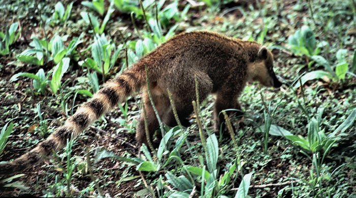 Coati - krewny szopa pracza