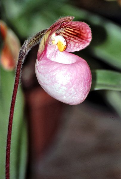 Storczyk Paphiopedilum delenatii