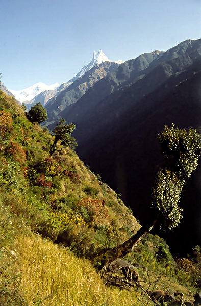 W gbi doliny Modi Khola - Machhapuchhare